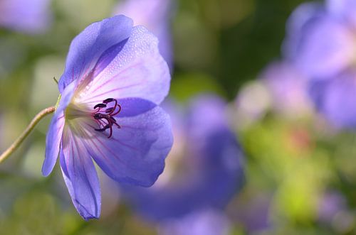 Offen für das Licht von Margo Biewinga