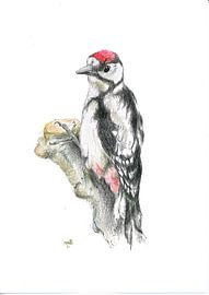 pivert sur Marian van der Veen-Niemeijer