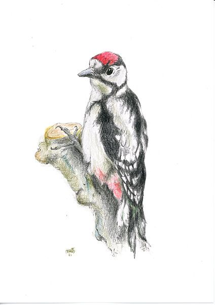 woodpecker by Marian van der Veen-Niemeijer