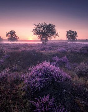 Zonsopkomst bij de bloeiende heide 2 van Niels Tichelaar