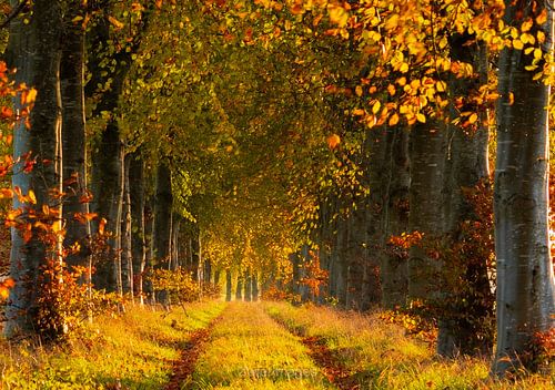 Le mouvement d'or sur Rik Zwier