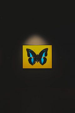 Moderne kunst van een schilderij fotografie van een vlinder van Ken Tempelers