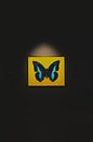 Modern art of a painting photography of a butterfly by Ken Tempelers thumbnail