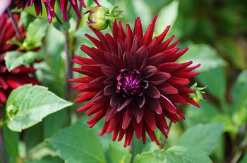 Fleur rouge du dahlia cactus