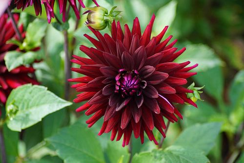 Red flower of the dahlia cactus