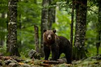 A European Brown Bear in Slovenia