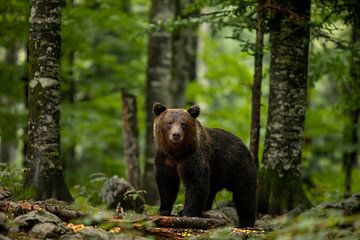 Un ours brun européen en Slovénie sur Bjorn Donnars