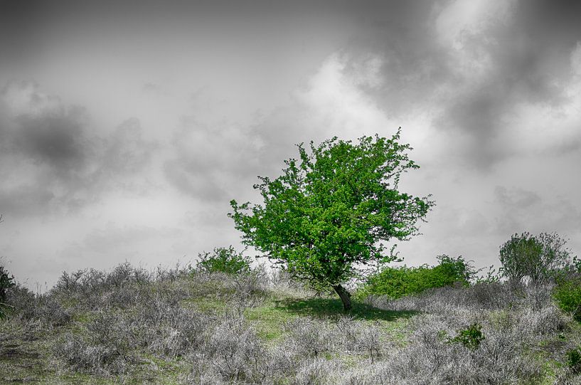 Einsamer Baum von Mark Bolijn