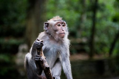 Poserende aap sur Niels Boere