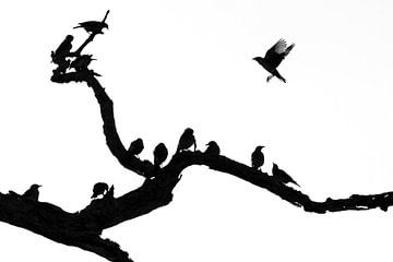 Silhouet van vogels van Richard Guijt Photography