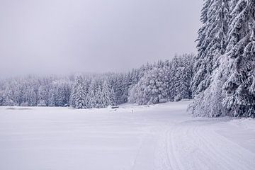 Langlaufrunde bei bestem Kaiserwetter im verschneiten Thüringer Wald bei Floh-Seligenthal - Thüringen - Deutschland von Oliver Hlavaty