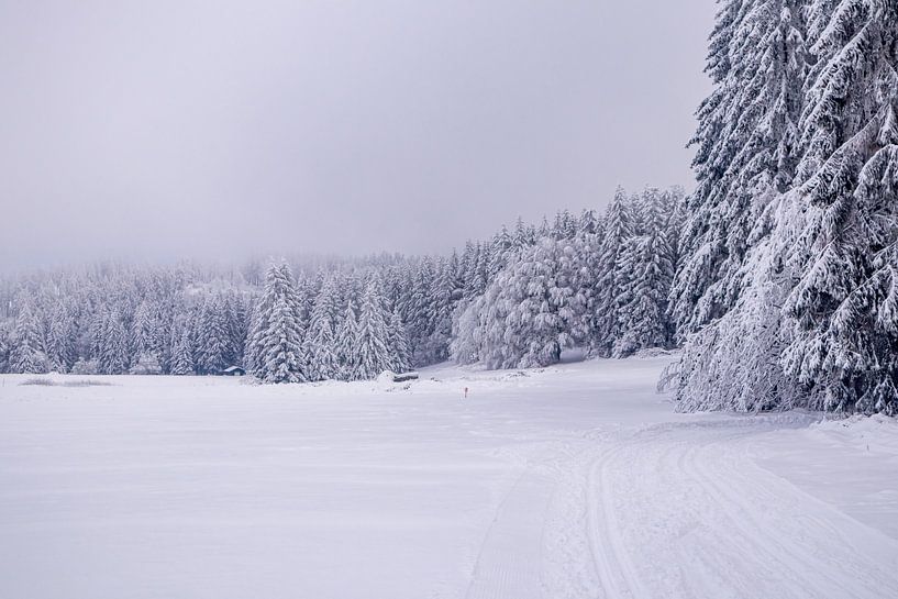 Cross-country skiing in the snowy Thuringian Forest near Floh-Seligenthal - Thuringia - Germany by Oliver Hlavaty