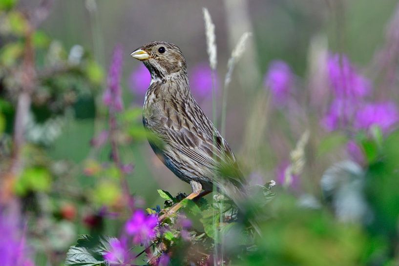 Corn Bunting by Karin Jähne