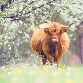 A Scottish highlander in a beautiful forest area by WeVaFotografie