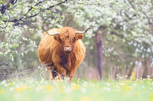 A Scottish highlander in a beautiful forest area by WeVaFotografie