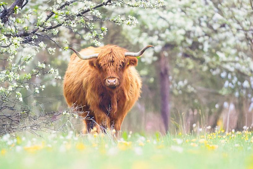 Een schotse hooglander in een prachtig bosgebied van WeVaFotografie