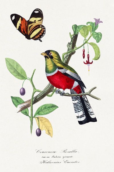 Crimson rosella bird painting, Le Jardin Des Plantes by Paul Ger by Old Masters