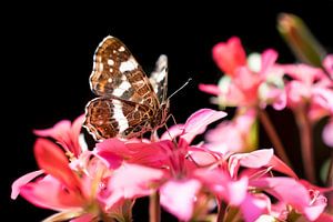 Map butterfly on Rhododendron von Zsa Zsa Faes