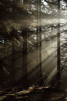 Lumière du matin dans la forêt sombre