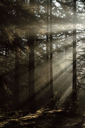 Ochtendlicht in het donkere bos