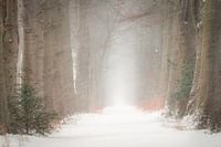 Winterlane