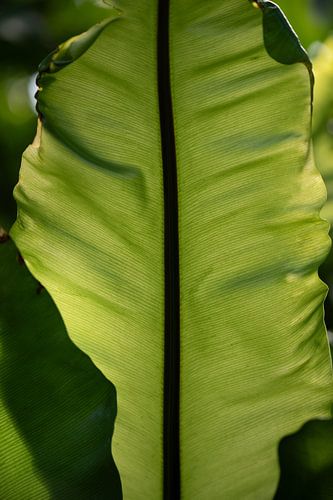 Groen vers kruidachtig blad