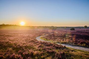 Sonnenuntergang über einer Heidelandschaft mit einem Pfad an der Veluwe von Sjoerd van der Wal Fotografie