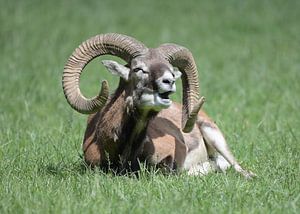 Der Steinbock