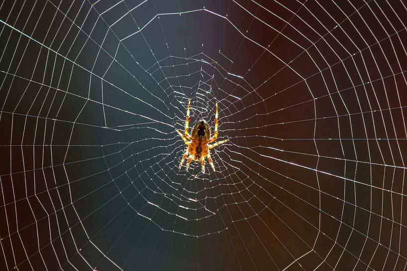 spider in its web. by Elly de Vries
