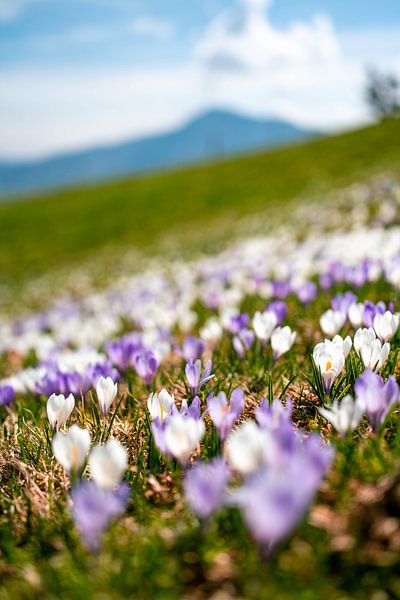 Flowery view of the Grünten from noon by Leo Schindzielorz