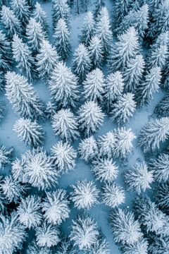 Besneeuwd boslandschap van Poster Art Shop