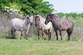 Konik horse in nature reserve Lentevreugd by Merijn Loch