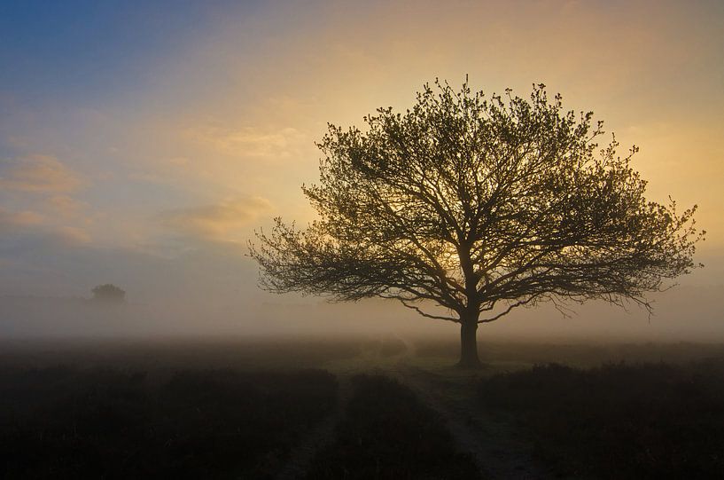 Zonsopkomst boom van René Vos