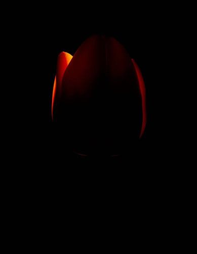 “Ember Tulip XIII”