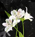 witte alstroemeria  bloemen  van ChrisWillemsen thumbnail