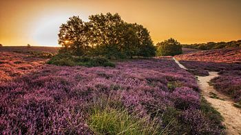 Lever de soleil sur la Posbank