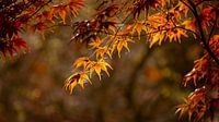 Blätter im Gegenlicht in Herbstfarben von Bert Nijholt Miniaturansicht
