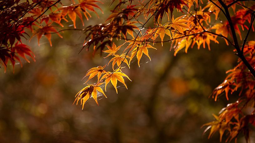 Bladeren in tegenlicht in herfst kleuren van Bert Nijholt