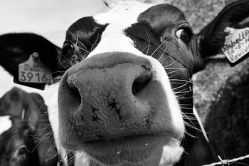 La vache curieuse