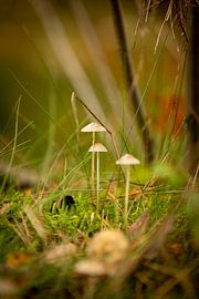 Mushrooms in the forest by Rik Brussel