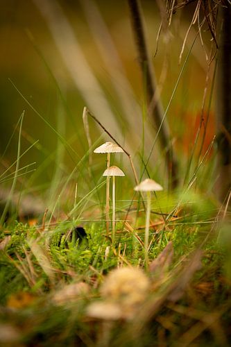 Champignons dans la forêt