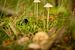 Pilze im Wald von Rik Brussel