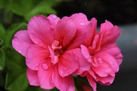Geranium
