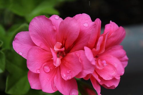 Geranium