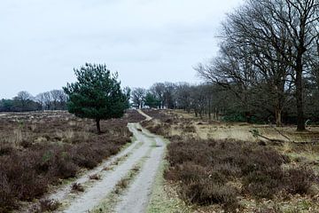 Deelerwoud, Veluwe Gelderland