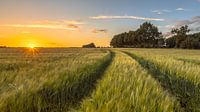 Karrespoor in korenveld tijdens zonsondergang
