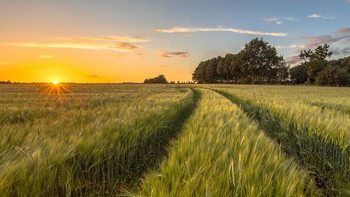 Tractor Track through Wheat field at sunset