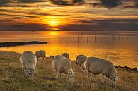 Grazing sheep and sunset at the IJsselmeer by Harrie Muis thumbnail