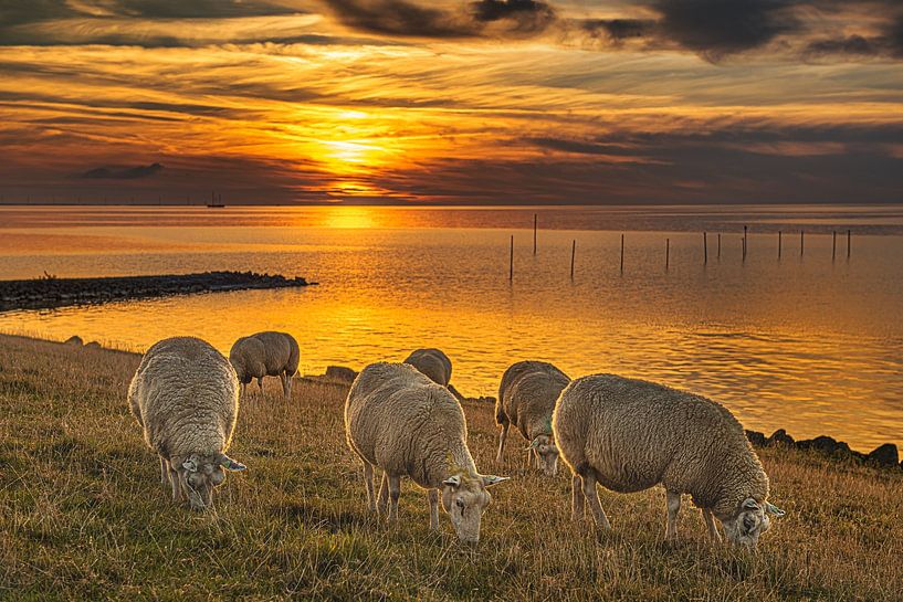 Grazing sheep and sunset at the IJsselmeer by Harrie Muis