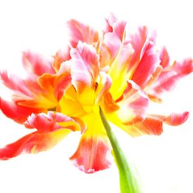 Tulpe von Alice Sies